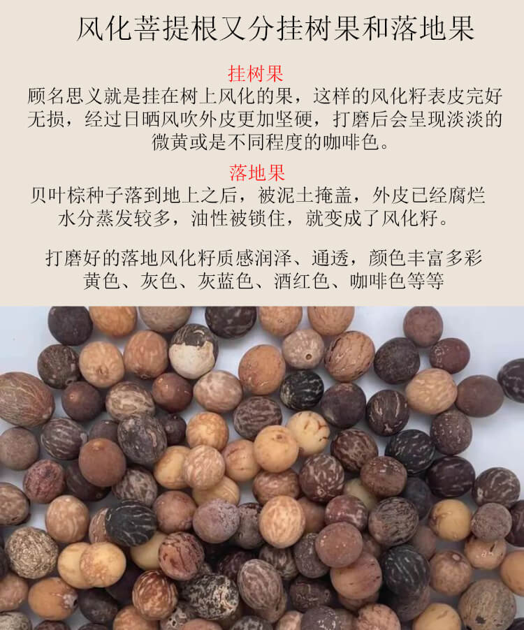 萬木爭春~奶油白菩提手串108顆手鏈